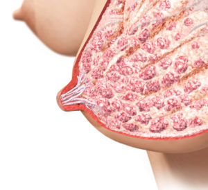 breast_1_illustration_detail