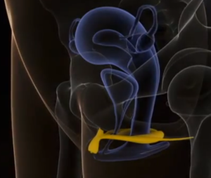 clitoride 3d visto internamente da lato