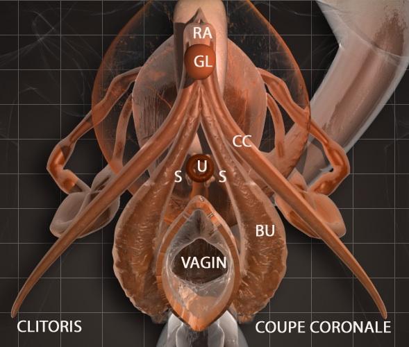 clitoride immagine eco