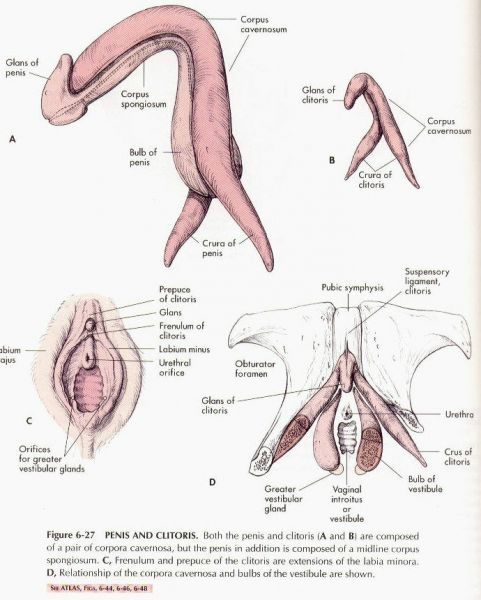 somiglianze pene e clitoride tavola anatomica