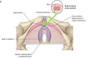struttura del clitoride
