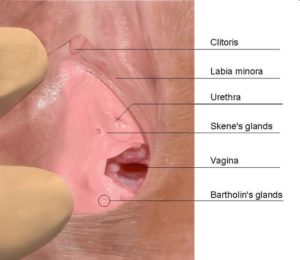 vulva e posizioni uretra e ghiandole skene bartolini