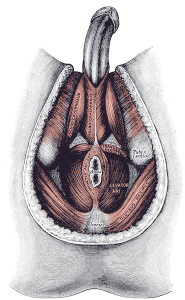 muscoli pavimento pelvico maschile