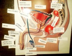 poster anatomia pene violetab