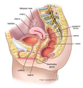 female-anatomy_side-view-bassa
