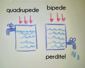 differenze-quadrupedi-bipedi